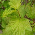 Physocarpus opulifolius 'Luteus' P1D